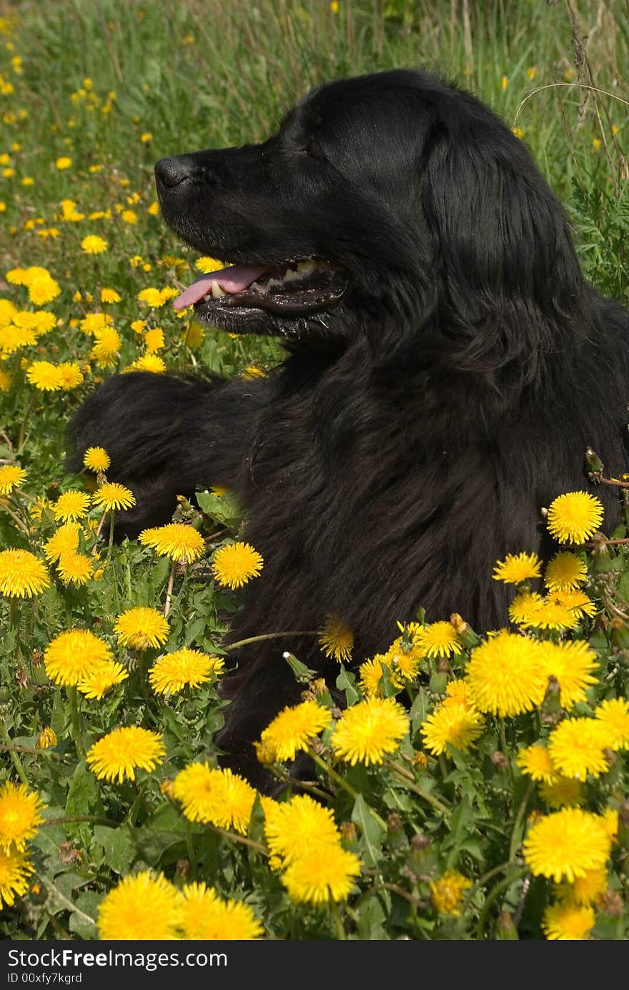 Newfoundland dog