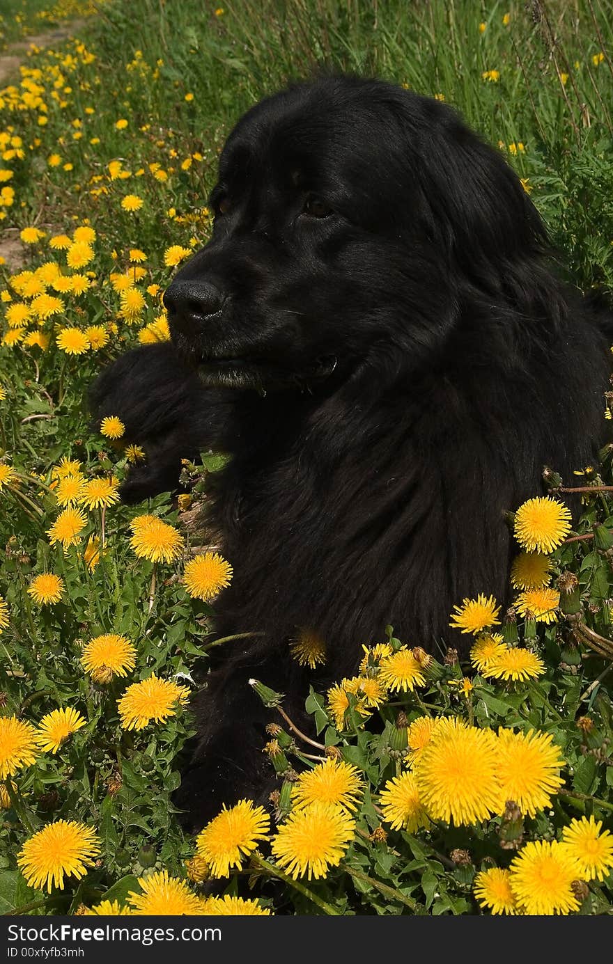 Newfoundland dog