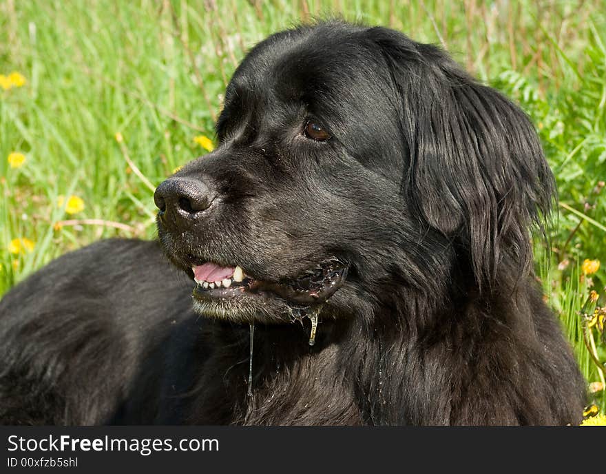 Newfoundland dog