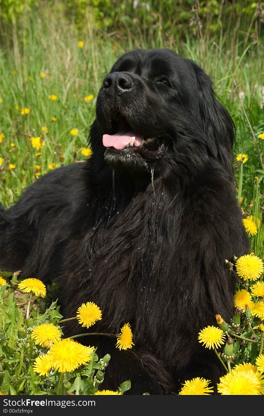 Newfoundland dog