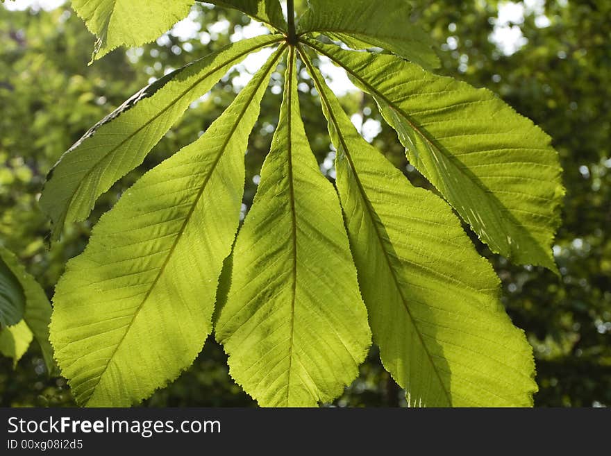 Large single leaf detail backlit. Large single leaf detail backlit