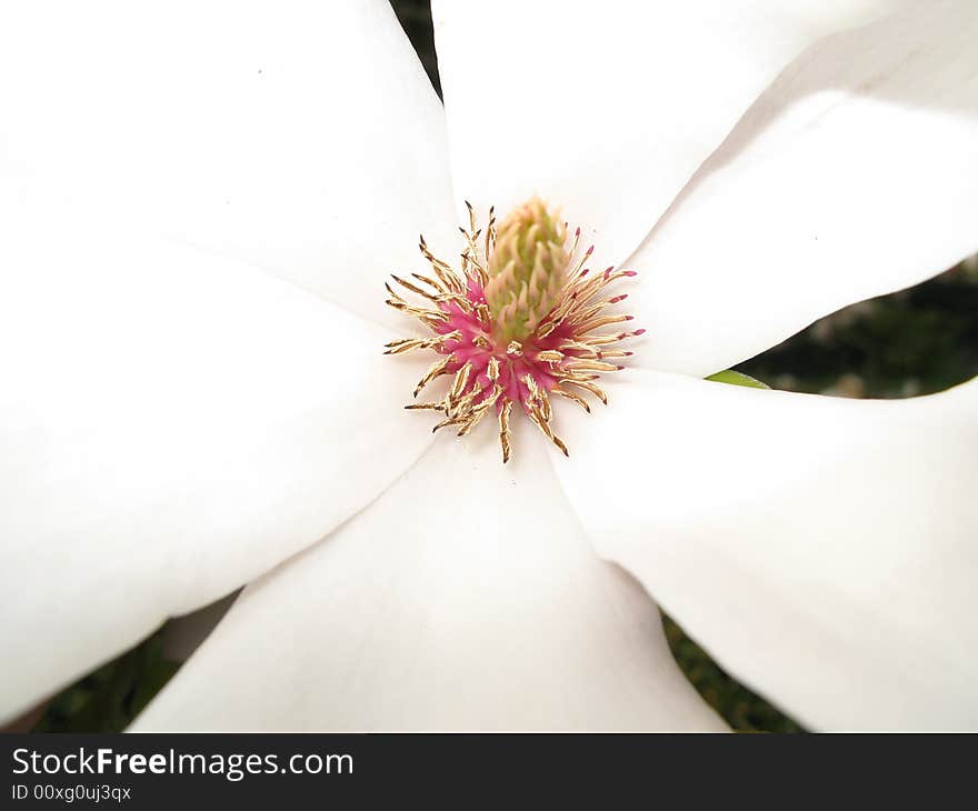 Magnolia Close-up