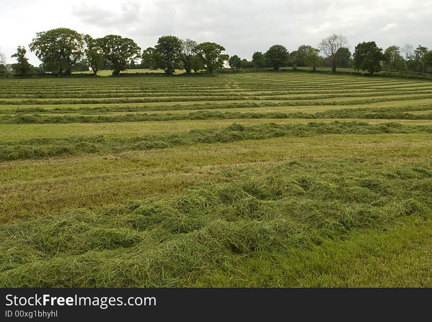 Harvest of grass for silage