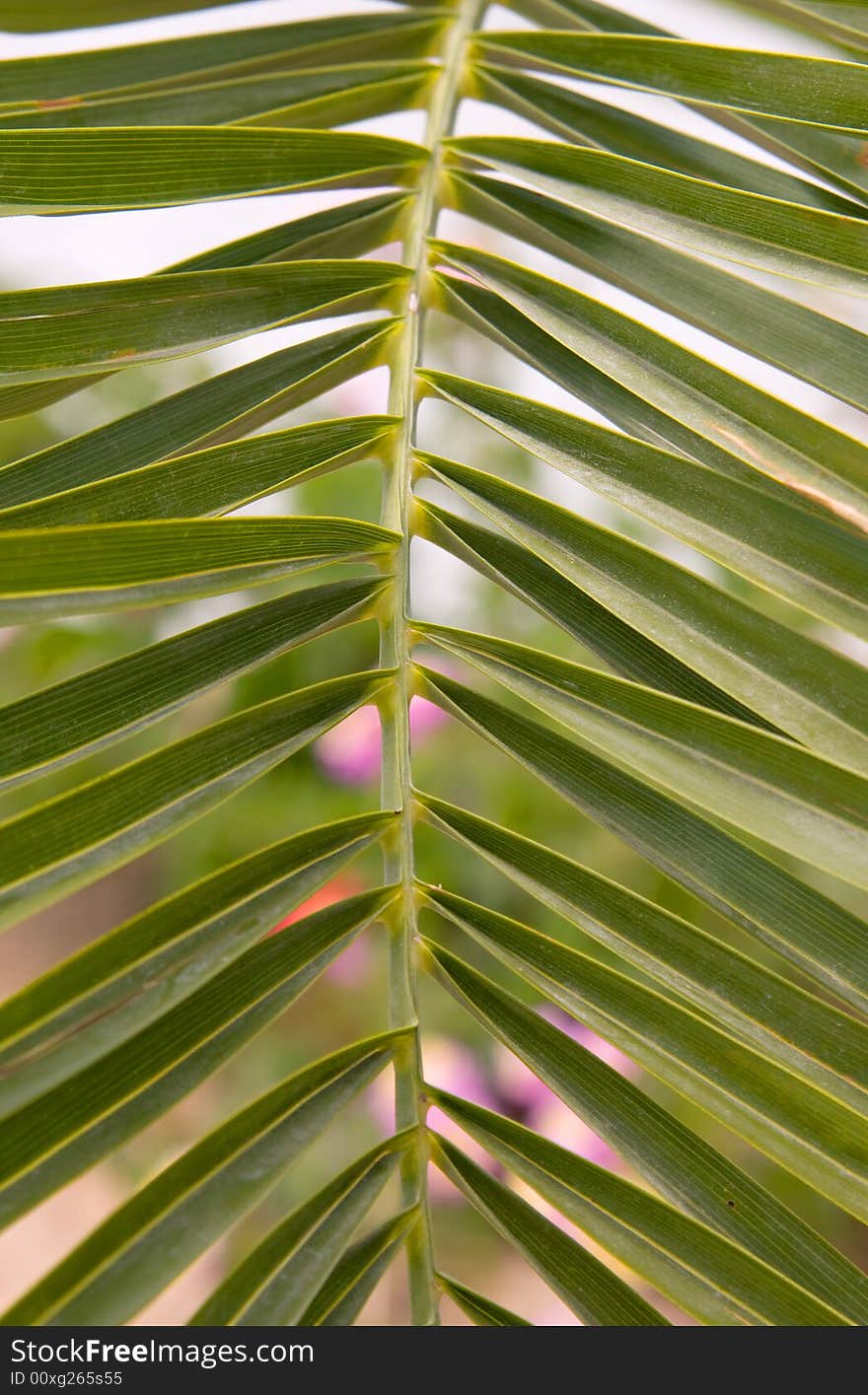 Leaf of a palm tree, single