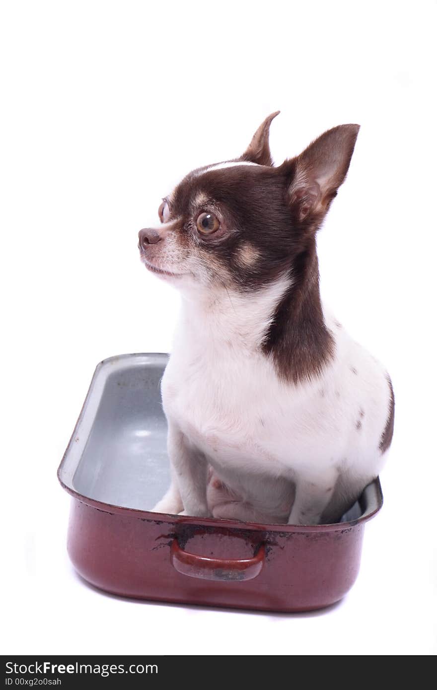 Chihuahua in the pot on the white background