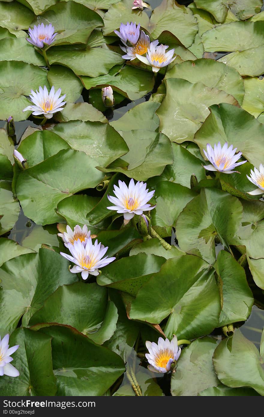 Blue lotus flowers in a pond