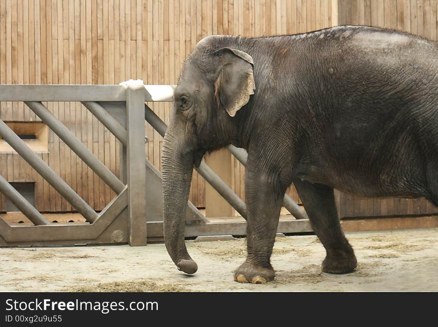 Young elephant in his house in city of ostrava