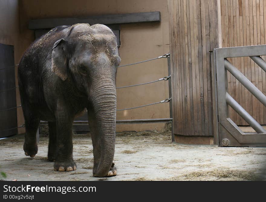 Young elephant in his house in city of ostrava