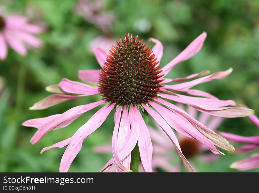 Echinacea flower in the botanical gardens, Sheffield