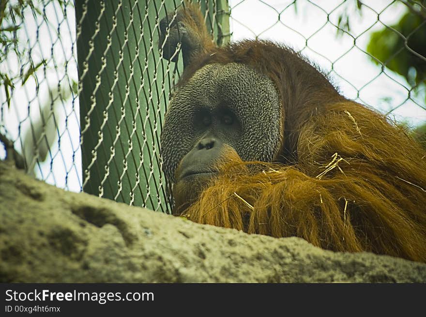 I took this photo at the zoo in Kentucky. He looked so sad. I took this photo at the zoo in Kentucky. He looked so sad.