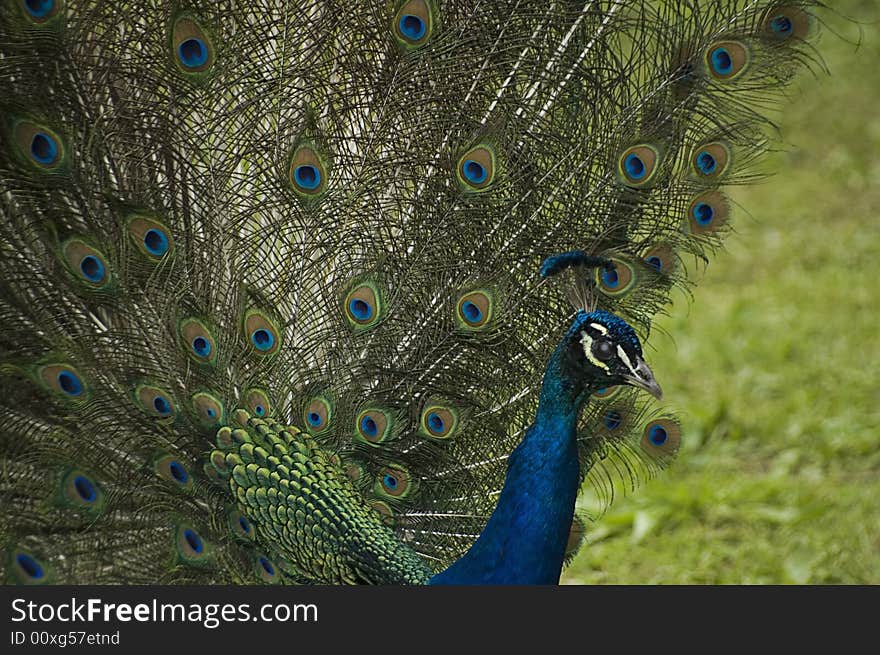 I shot this photo at the zoo, just before some kids came up and frightened him. I shot this photo at the zoo, just before some kids came up and frightened him.