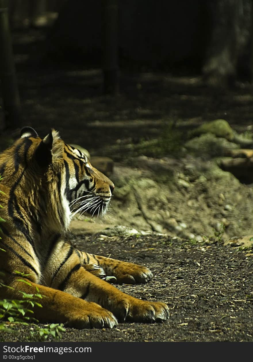 I shot this photo at the zoo late afternoon. Moments earlier he had been agitated and I could not get a good shot. I shot this photo at the zoo late afternoon. Moments earlier he had been agitated and I could not get a good shot.