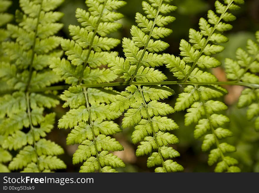 Detail of a fern leaf structure. Detail of a fern leaf structure