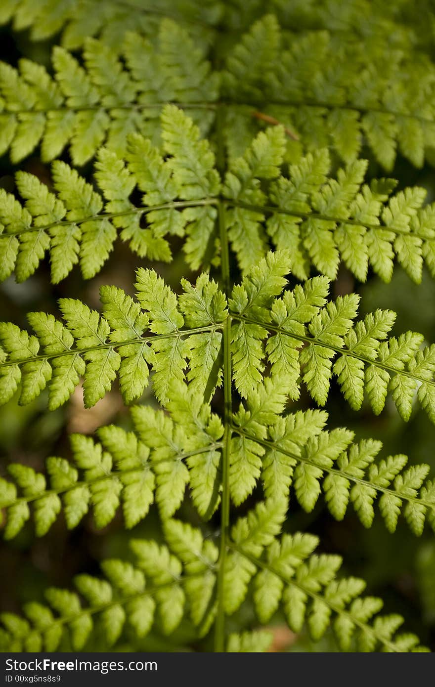 Detail of a fern leaf structure. Detail of a fern leaf structure