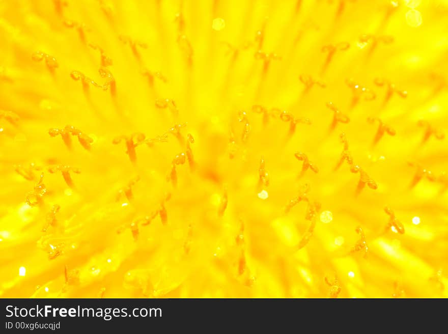 Amazing Close-up of Yellow Dandelion. Amazing Close-up of Yellow Dandelion