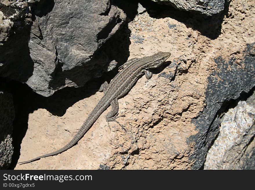 Small lizard on the island of Tenerife