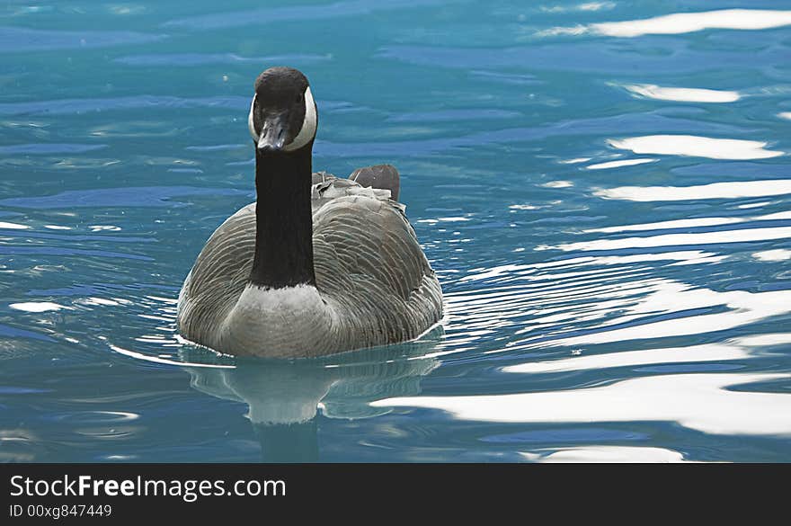 Duck on pond