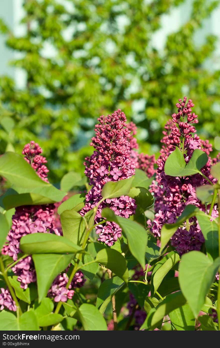 Violet lilac flower