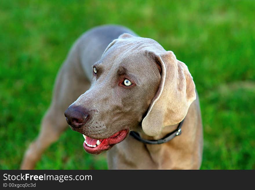 Portrait of a purebred Weimaraner dog on green background