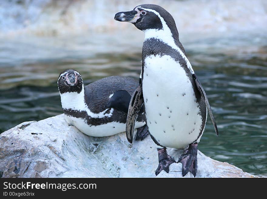 Lovely pair of Penguins in zoo of Vienna. Lovely pair of Penguins in zoo of Vienna