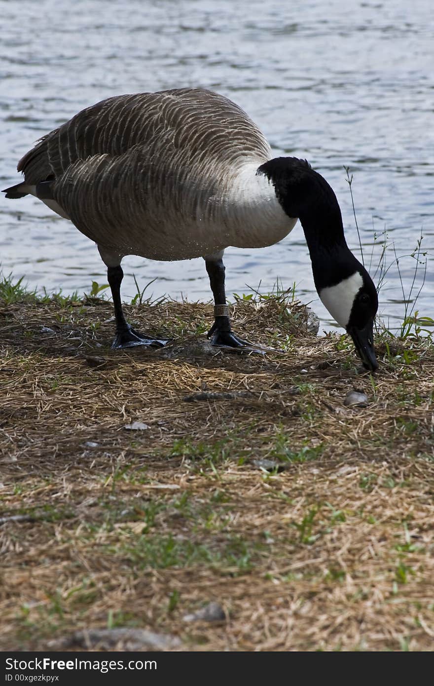 Canadian Goose on the lake shore