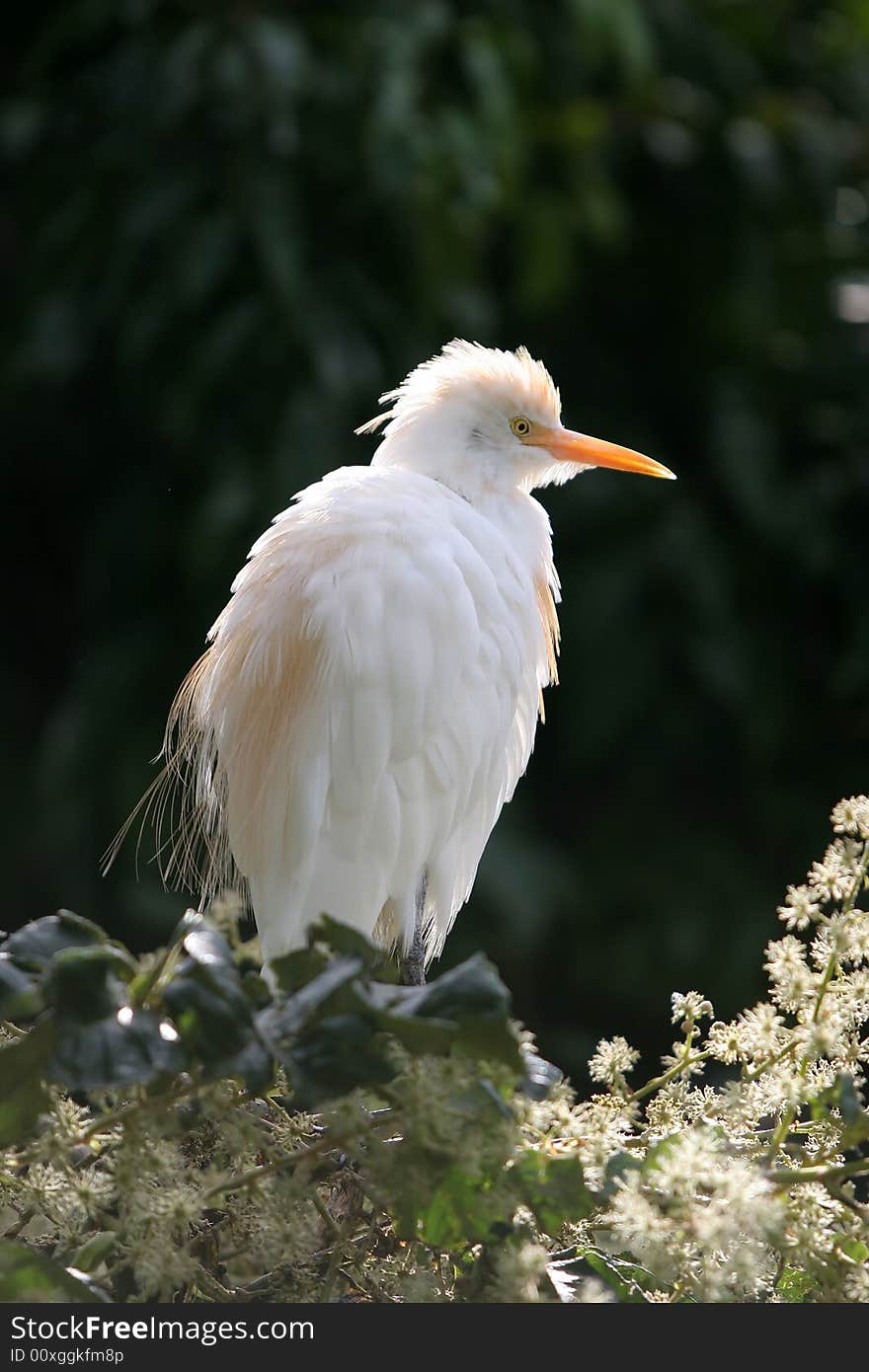 White bird perched in a tree