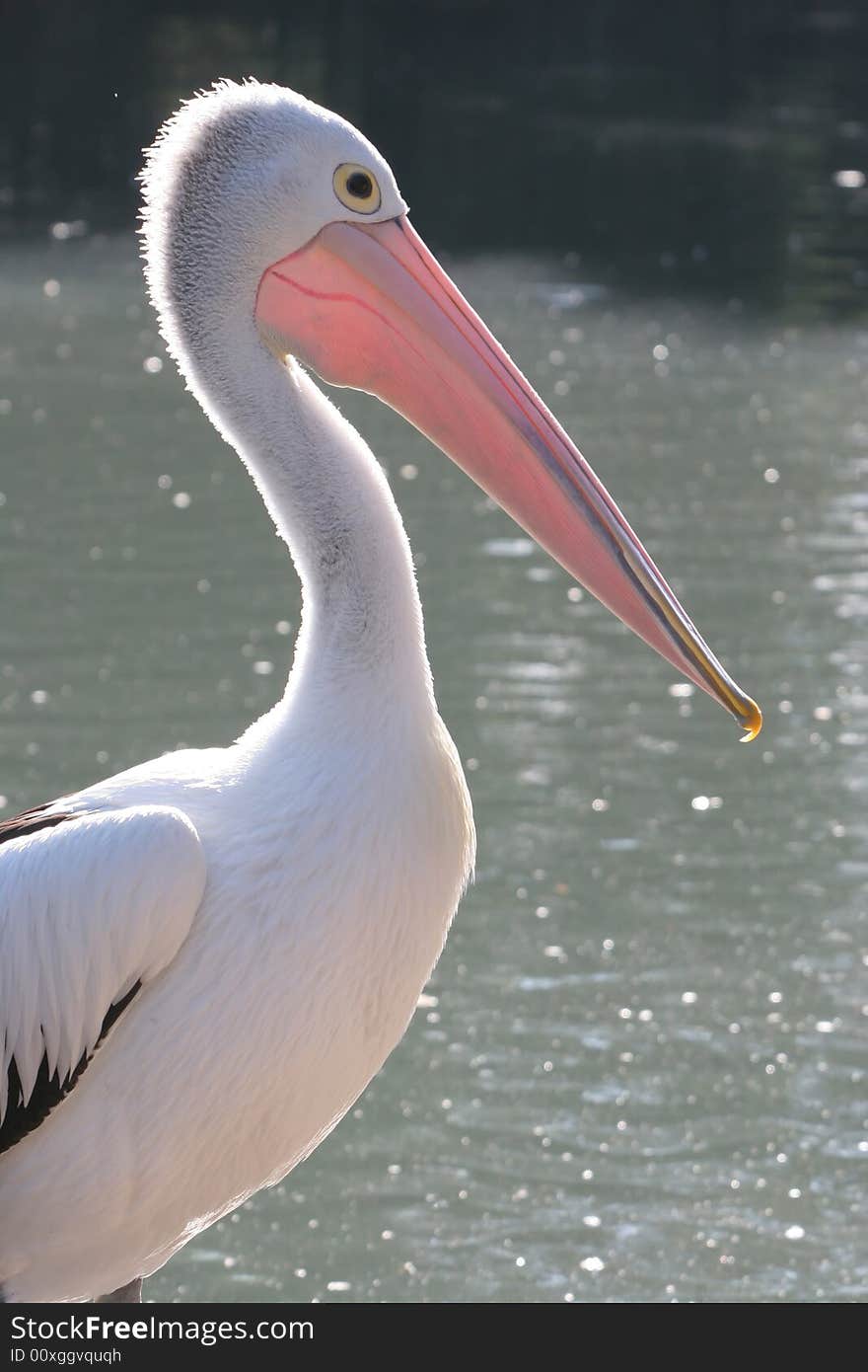 Pelican standing infront of a lake