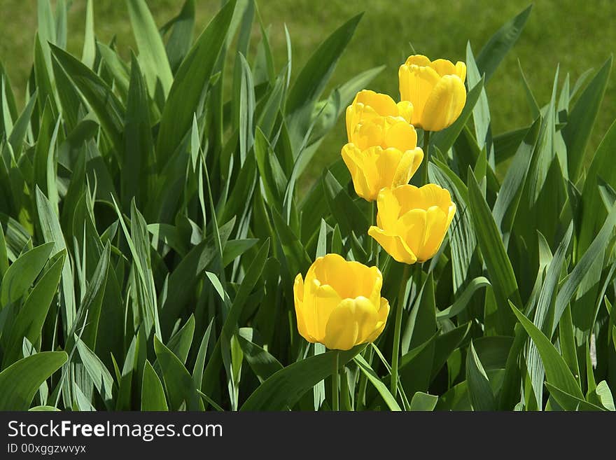 Row Yellow Tulips Spring