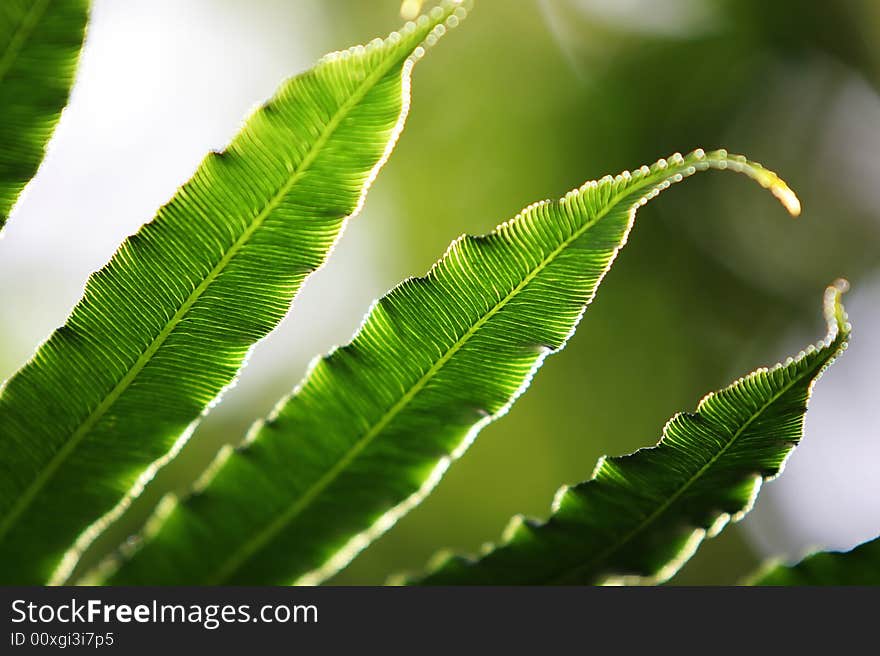 Beautiful fern closeup with shallow depth of field