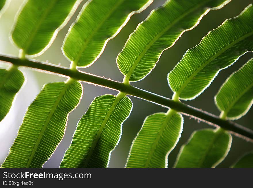 Beautiful closeup photo of a fern