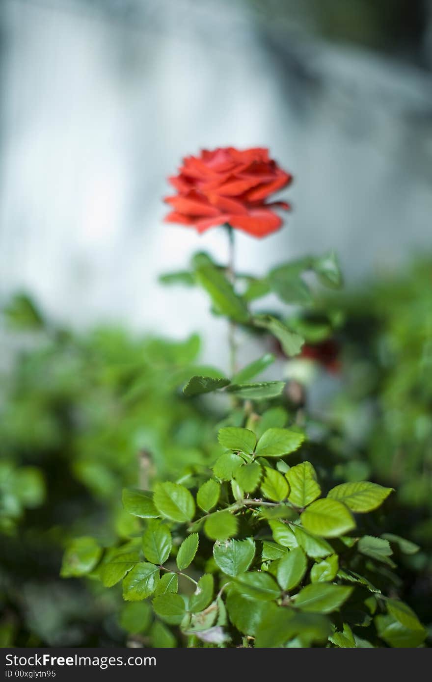 Blurred Rose rises in the background of a green garden with leaves in the summer