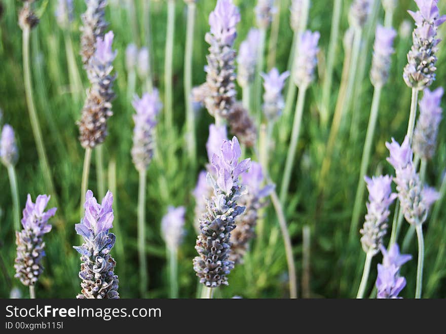 Lavender purple and green background.