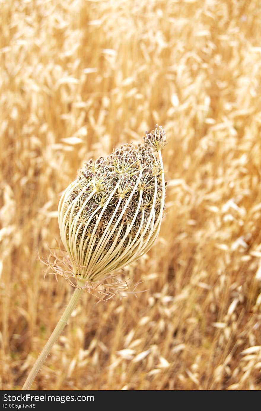 Seed heads