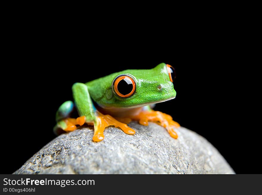 Curious little frog sitting on a rock, closeup isolated on black. Red-eyed tree frog (Agalychnis callidryas). Curious little frog sitting on a rock, closeup isolated on black. Red-eyed tree frog (Agalychnis callidryas)