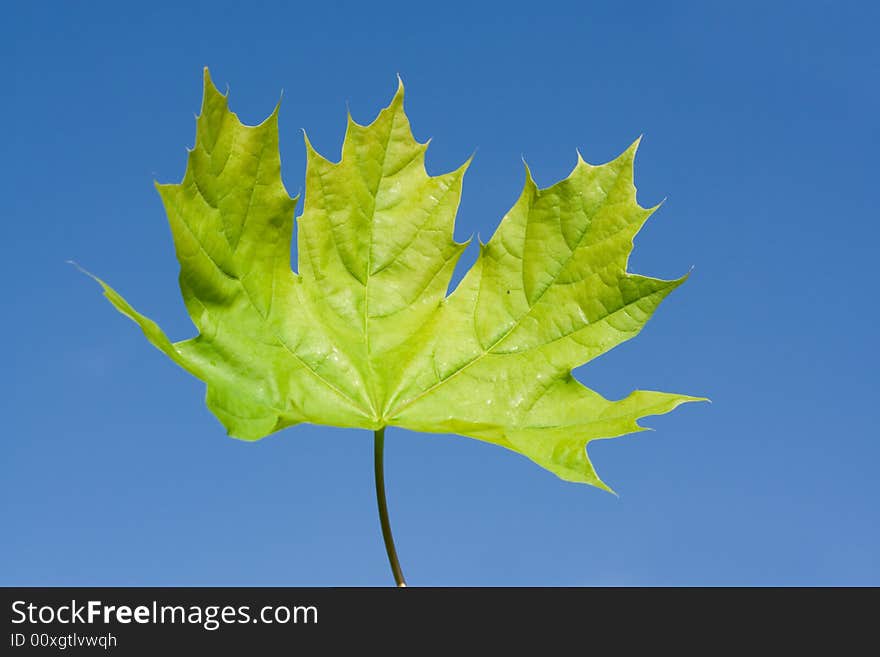 Fresh aceric leaf photo on the background of blue sky. Fresh aceric leaf photo on the background of blue sky