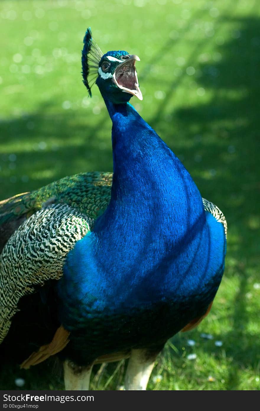 Mr Peacock