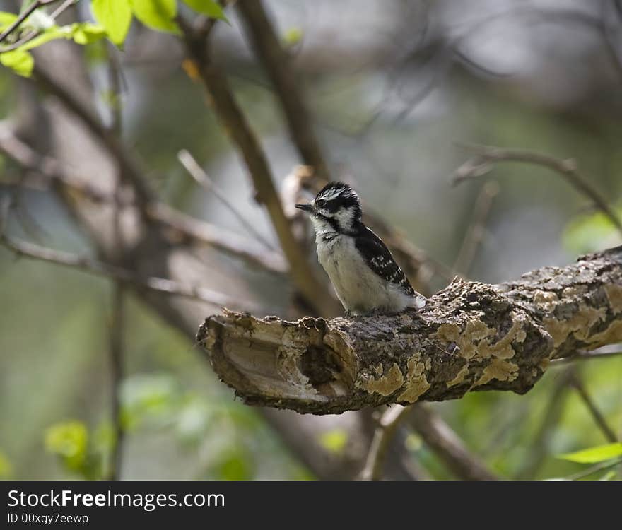 Downy woodpecker perched on a tree branch