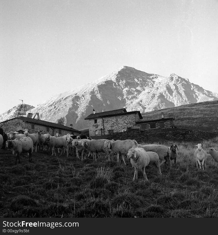 Sheeps in mountain