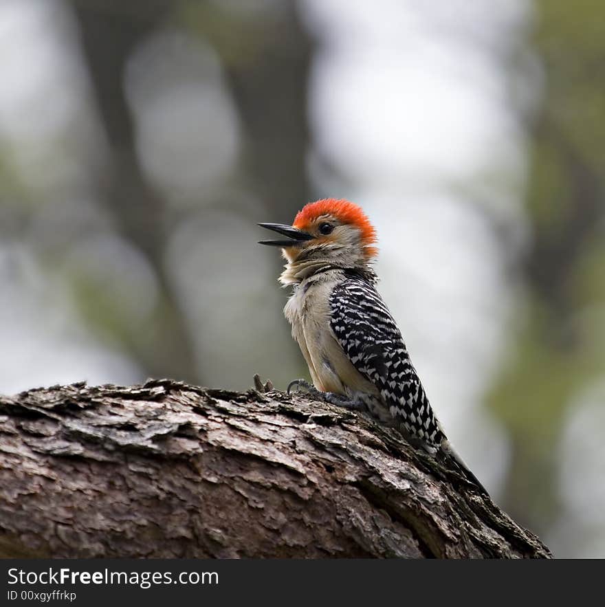 Red-bellied Woodpecker