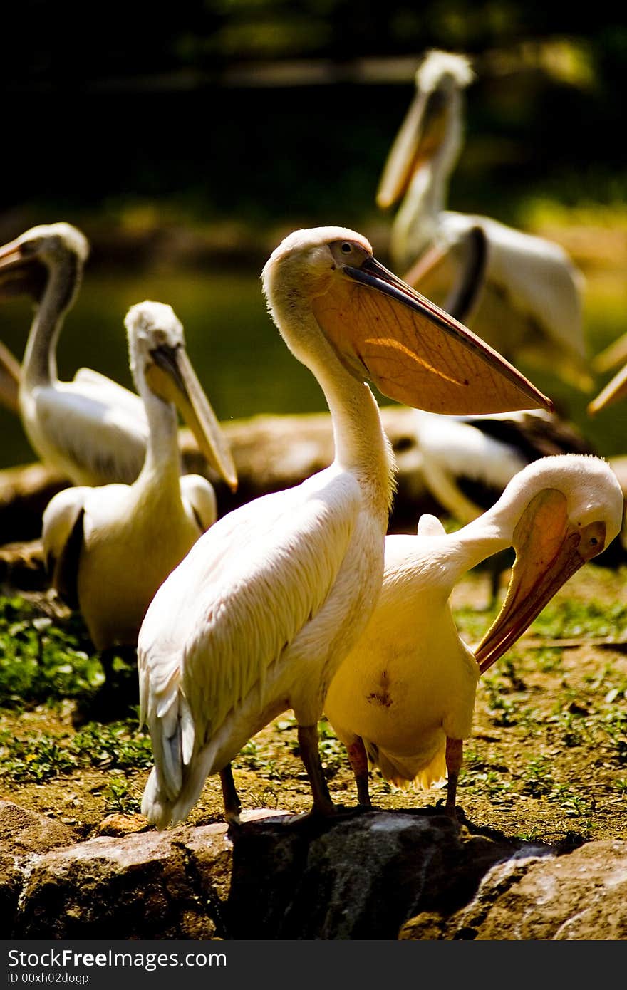 Pelicans