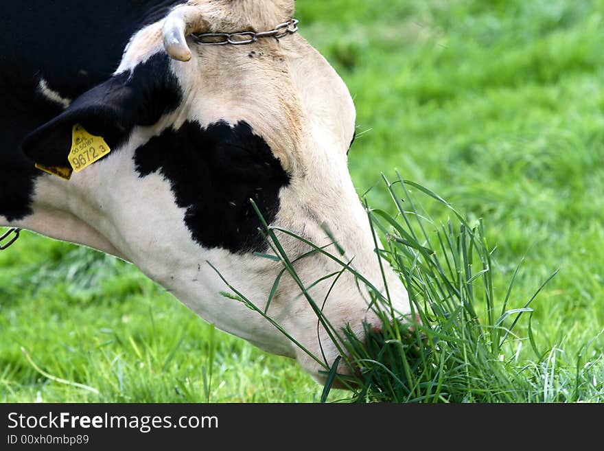 Black-white cow on open field