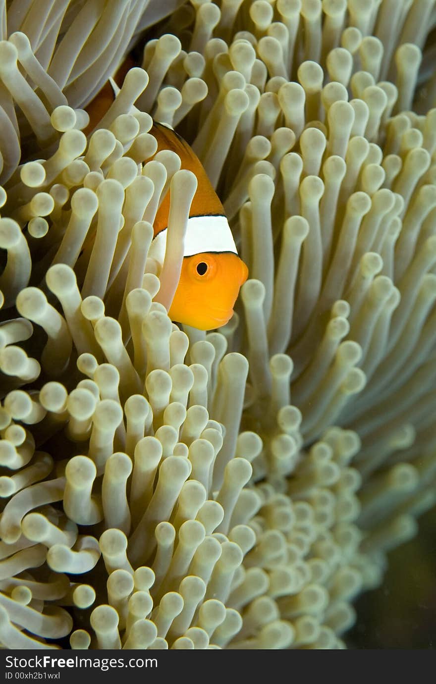 Clown Fish