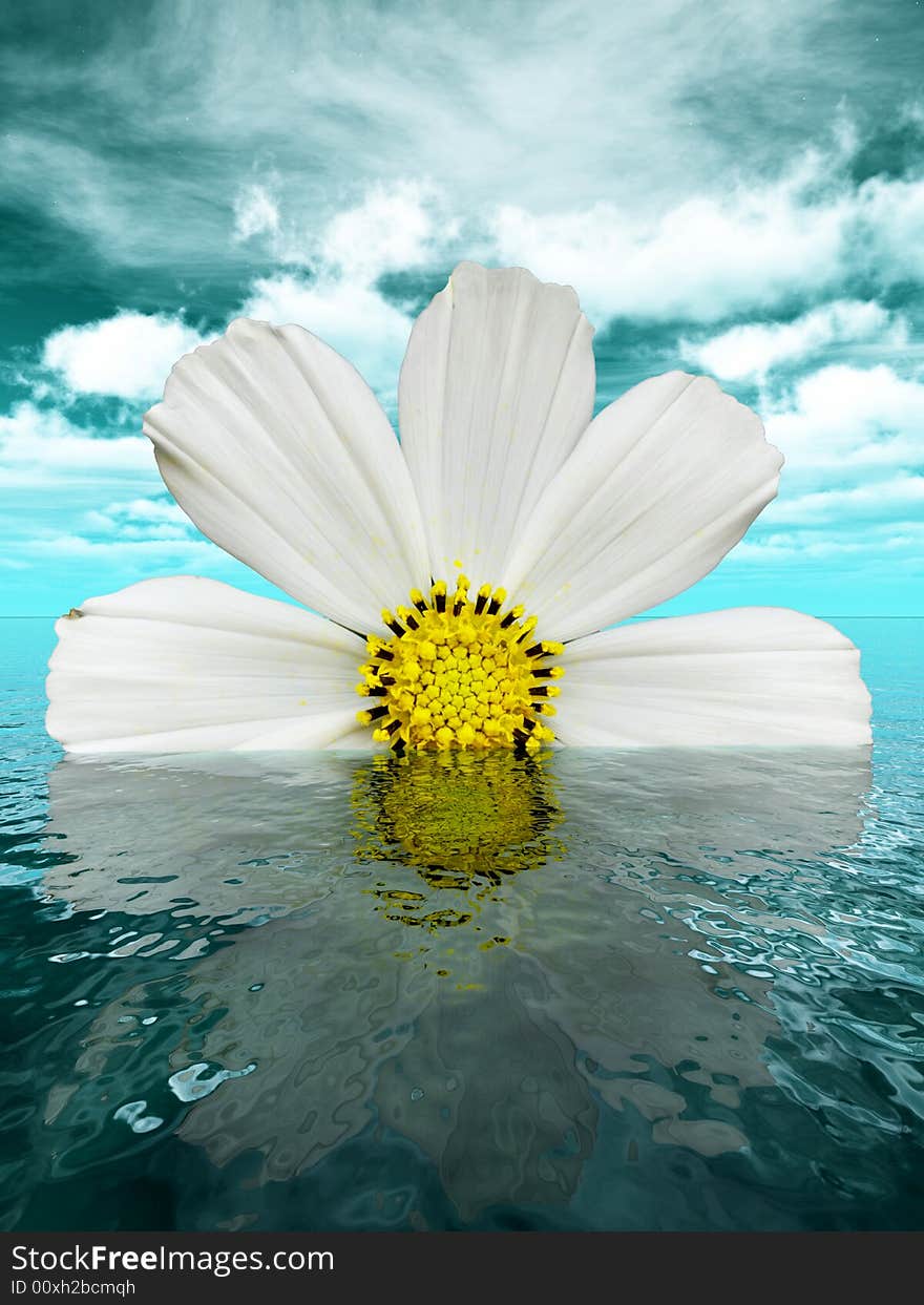 Beautiful flower with reflection on water - digital artwork. Beautiful flower with reflection on water - digital artwork.