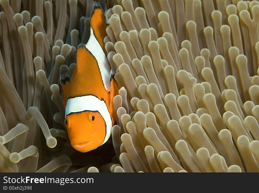 Vibrant soft corals and Clown fish darting amongst the stinging tentacles of the Sea Anemone