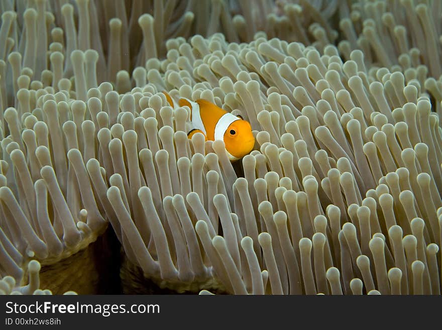 Vibrant soft corals and Clown fish darting amongst the stinging tentacles of the Sea Anemone