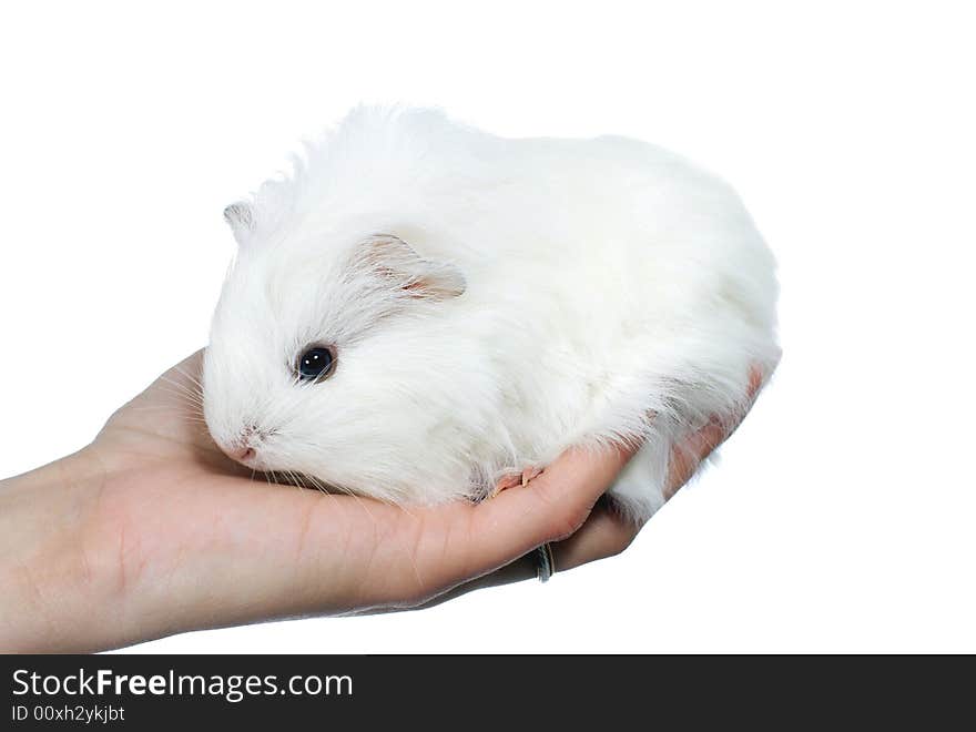 White guinea pig in hand isolated on white