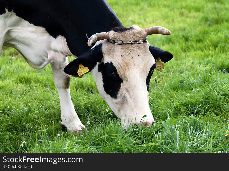 Farm scene - cow on open field