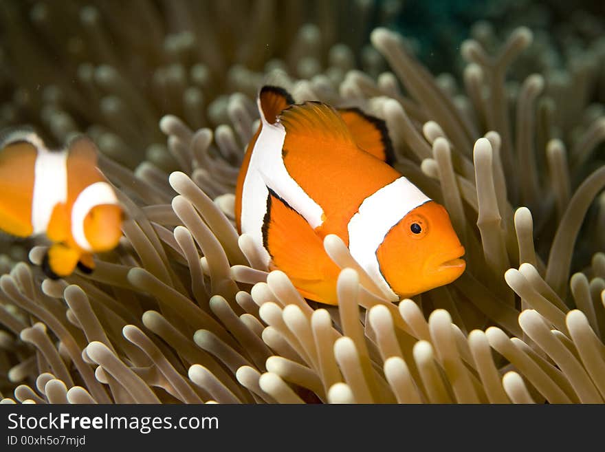 Vibrant soft corals and Clown fish darting amongst the stinging tentacles of the Sea Anemone. Vibrant soft corals and Clown fish darting amongst the stinging tentacles of the Sea Anemone