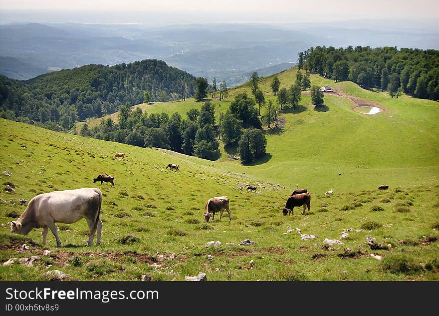 Cows eating grass on Buila-Vanturarita mountains (Carpathian ridge), a National Park in Romania. Cows eating grass on Buila-Vanturarita mountains (Carpathian ridge), a National Park in Romania