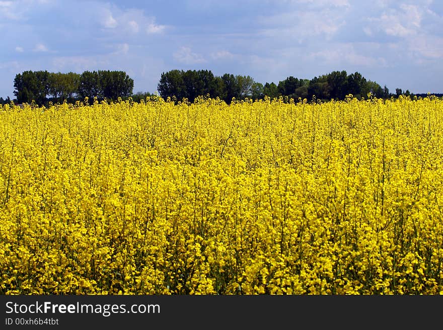 Rape field at a sunny day - spring in Poland